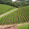 Producția franceză de vin va atinge un minim istoric după valurile record de căldură din vară