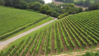 Producția franceză de vin va atinge un minim istoric după valurile record de căldură din vară