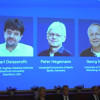 Premiul Nobel pentru Medicină. Un întrerupător pentru celulele nervoase arată cum comunică între ele și cum funcționează creierul