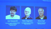 Premiul Nobel pentru Medicină. Un întrerupător pentru celulele nervoase arată cum comunică între ele și cum funcționează creierul