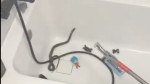 Șoc pentru o mamă din Medgidia a găsit un șarpe în cadă în timp ce se pregătea să îi facă baie copilului 8211 VIDEO