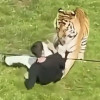 Un bărbat a murit după ce a intrat în țarcul unui tigru într-un parc de animale din Anglia. El încerca să îl dreseze 8211 VIDEO