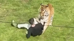 Un bărbat a murit după ce a intrat în țarcul unui tigru într-un parc de animale din Anglia. El încerca să îl dreseze 8211 VIDEO